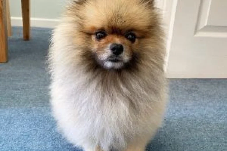 Pomeranian