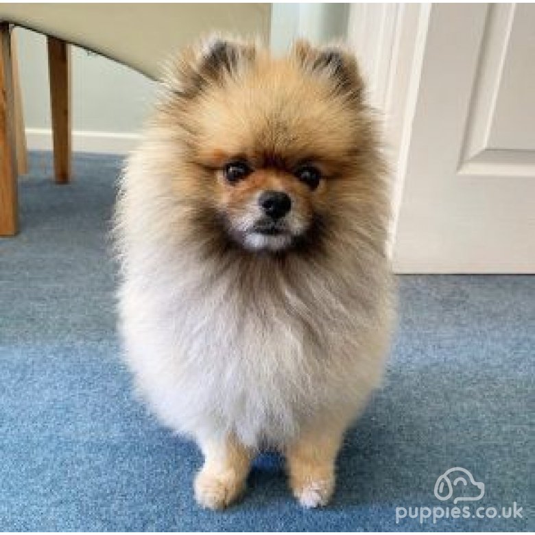 Pomeranian