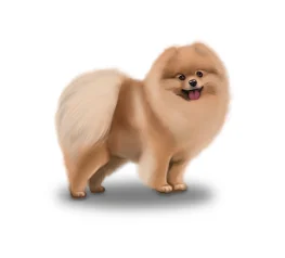 Pomeranian