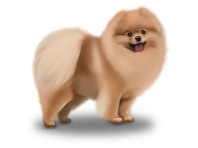Pomeranian