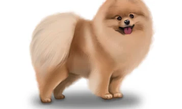 Pomeranian