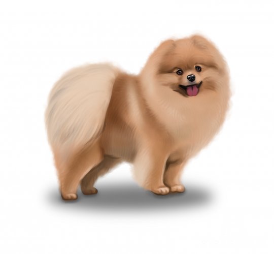 Pomeranian