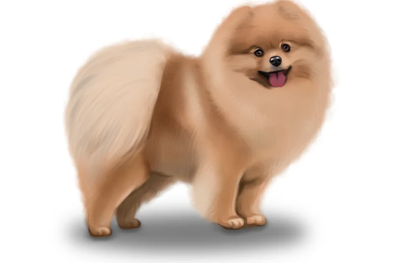 Pomeranian