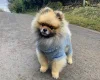 Pomeranian
