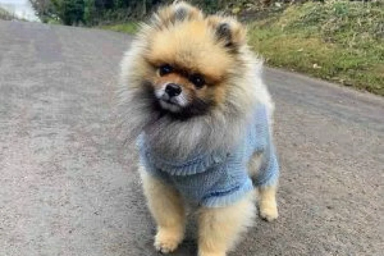 Pomeranian
