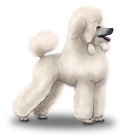 Poodle - Dogs
