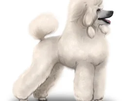 Poodle