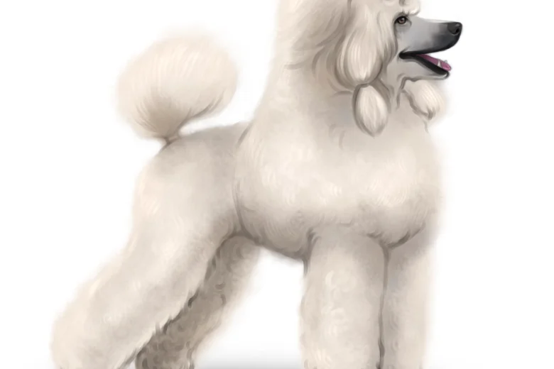 Poodle
