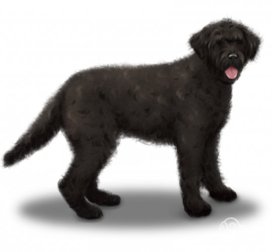 Portuguese Water Dog