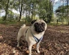 Pug
