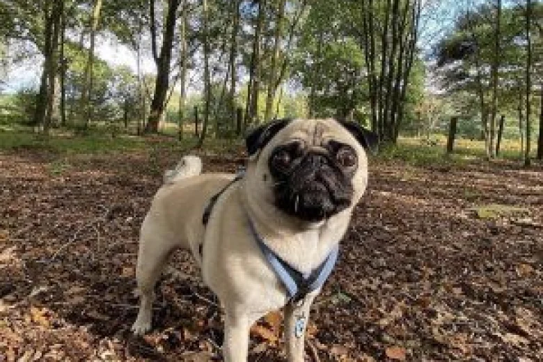 Pug