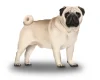 Pug