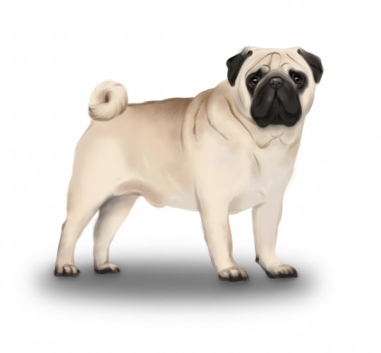 Pug