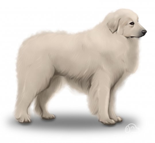 Pyrenean Mountain Dog