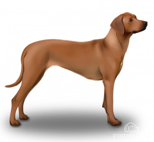 Rhodesian Ridgeback