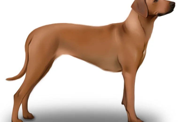 Rhodesian Ridgeback