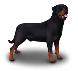 Rottweiler
