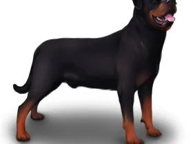 Rottweiler