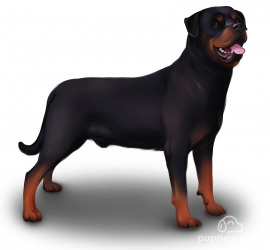 Rottweiler