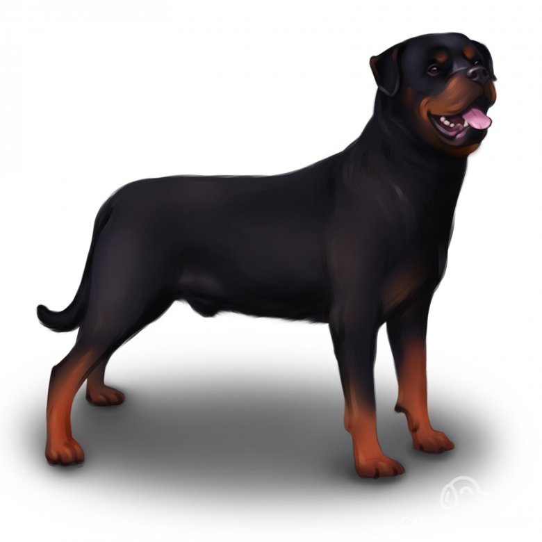 Rottweiler