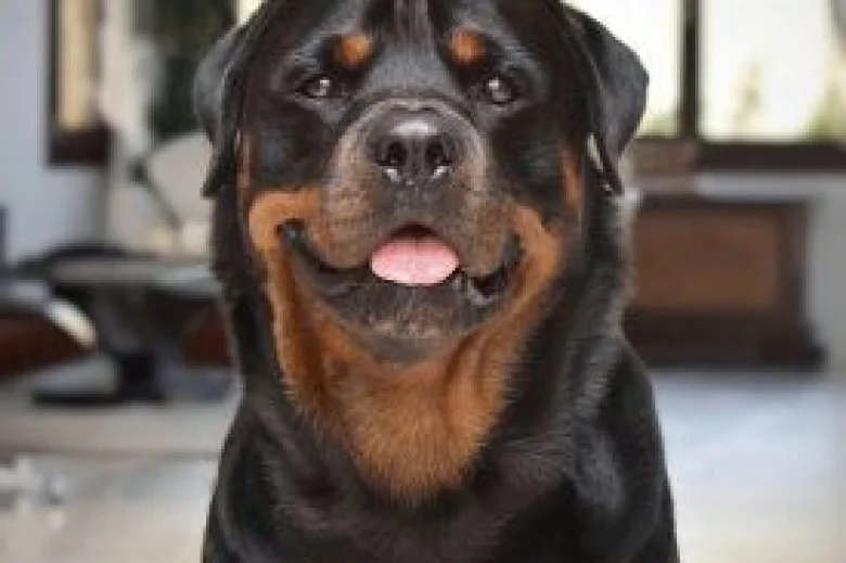 Rottweiler