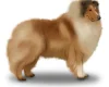 Rough Collie
