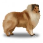 Rough Collie