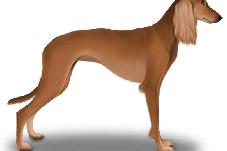 Saluki