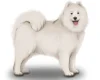 Samoyed