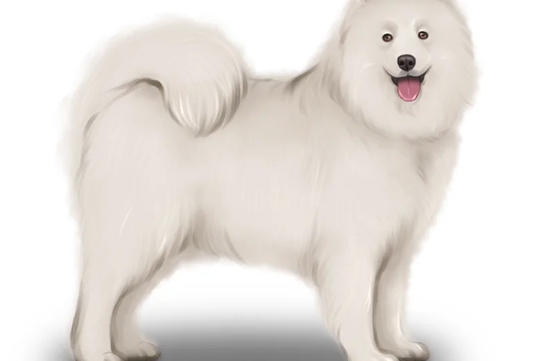 Samoyed
