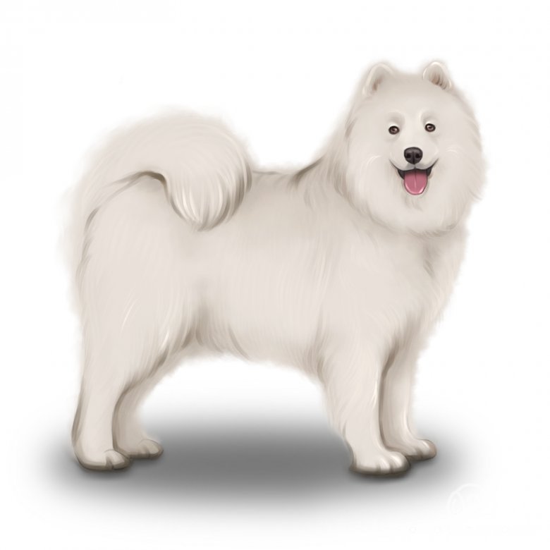 Samoyed