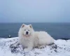 Samoyed