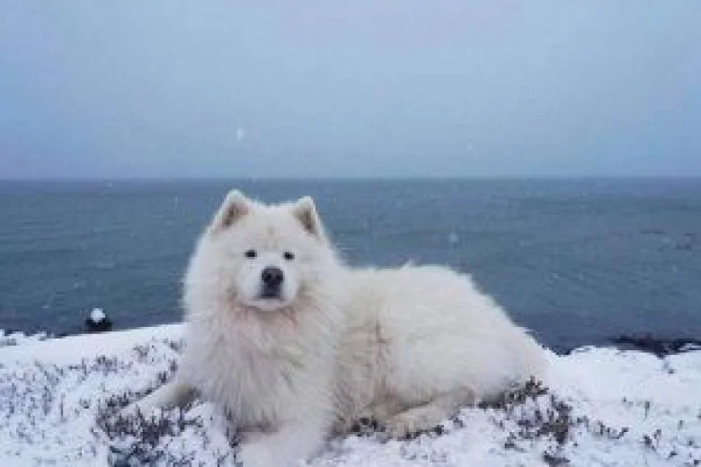 Samoyed