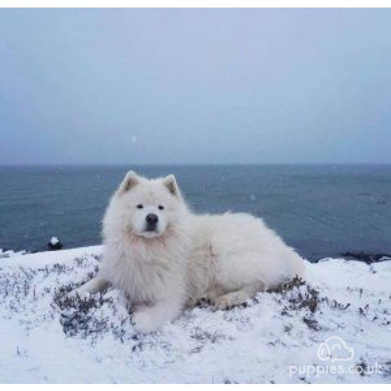 Samoyed