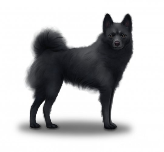 Schipperke