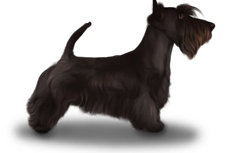 Scottish Terrier