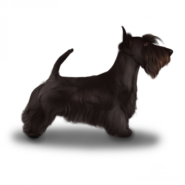 Scottish Terrier