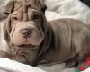 Shar Pei