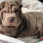 Shar Pei