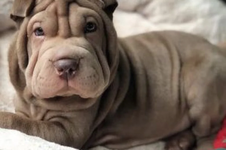 Shar Pei