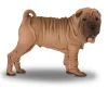Shar Pei