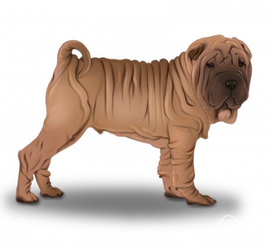 Shar Pei