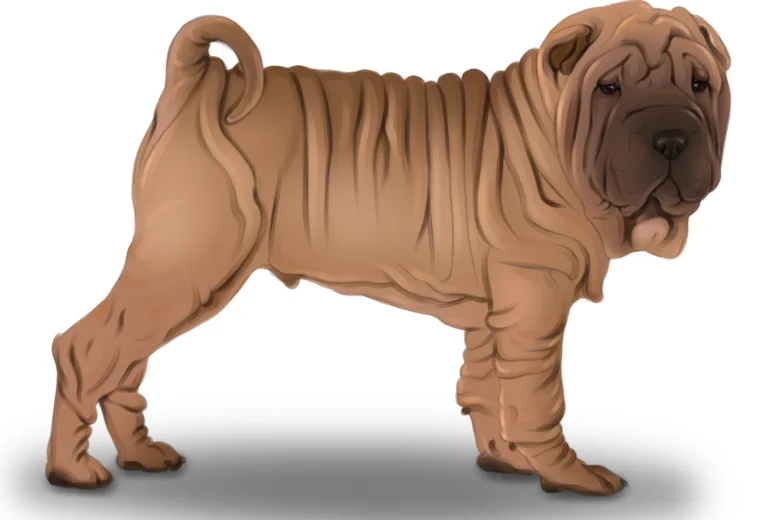 Shar Pei
