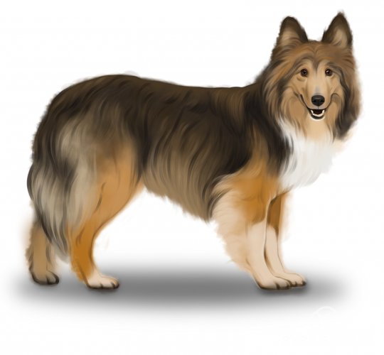 Shetland Sheepdog