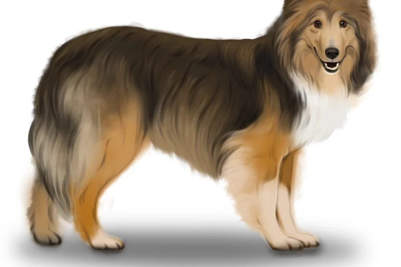 Shetland Sheepdog