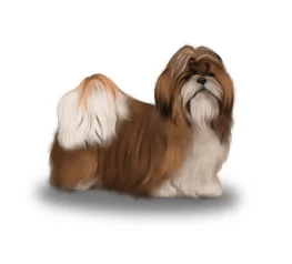 Shih Tzu