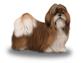 Shih Tzu