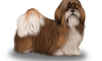 Shih Tzu