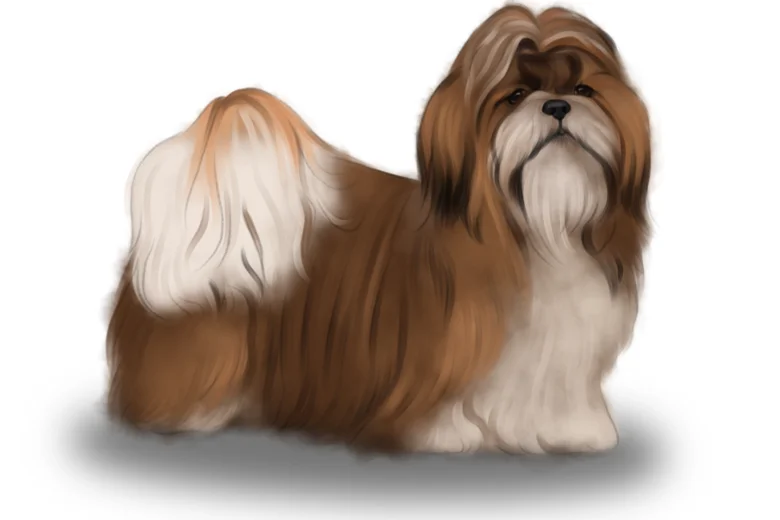 Shih Tzu