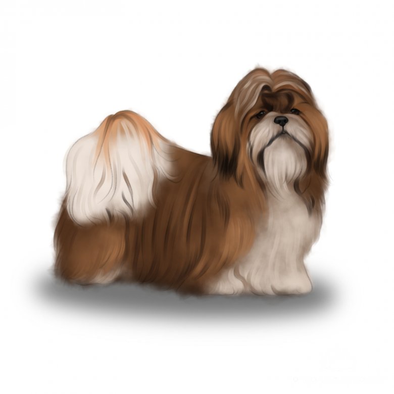 Shih Tzu